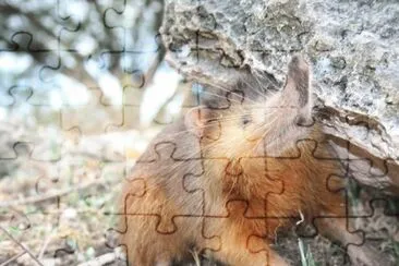 Hispaniolan solenodon jigsaw puzzle