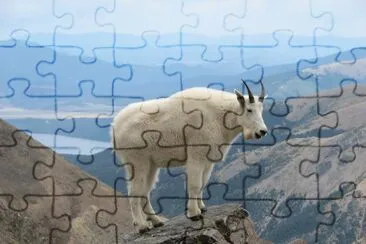 פאזל של Mountain goat