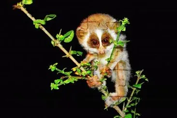 פאזל של Slender loris