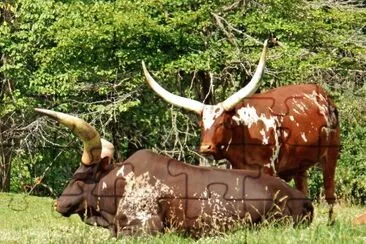 פאזל של Ankole watusi