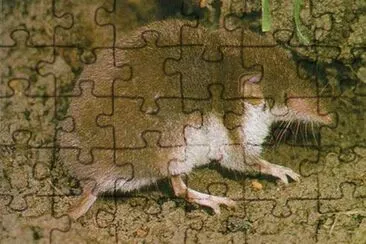 Crocidura ventrebianco jigsaw puzzle