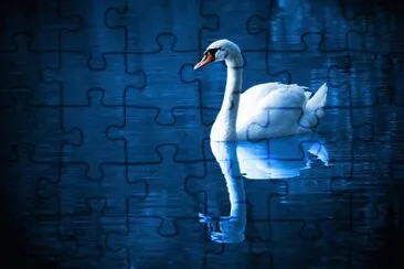 swan