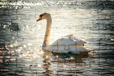 swan