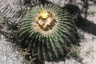 cactus