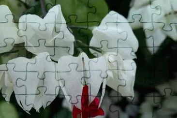 clerodendrum thomsoniae