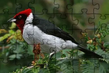 Cardinale dal ciufforosso jigsaw puzzle