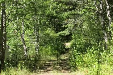 פאזל של Biking through the woods on a beautiful day