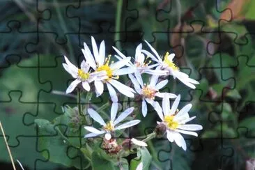 Another pretty flower jigsaw puzzle