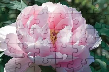 Pivoine jigsaw puzzle