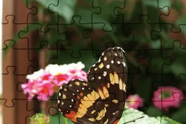 Lantana y mariposa