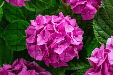 Hortensia jigsaw puzzle