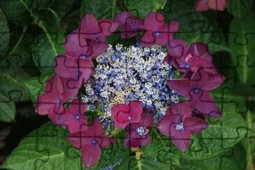 Hortensia jigsaw puzzle