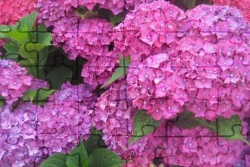 Hortensia jigsaw puzzle