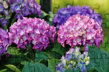 Hortensia jigsaw puzzle