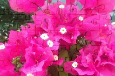 Bougainvillier jigsaw puzzle