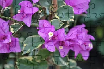 Bougainvillier jigsaw puzzle