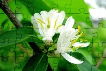 Chevrefeuille jigsaw puzzle