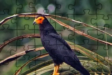 Caracara nero jigsaw puzzle