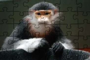 Langur duca jigsaw puzzle