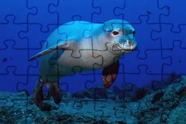 Foca monaca delle hawaii jigsaw puzzle