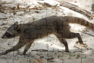 Procione di cozumel jigsaw puzzle