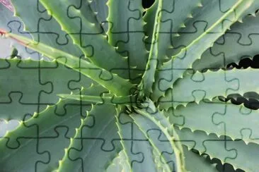 Nature jigsaw puzzle