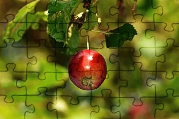 Nature jigsaw puzzle