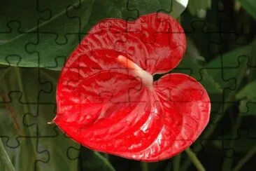 Anthurium