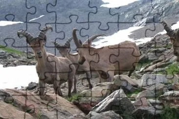 Stambecco del caucaso jigsaw puzzle