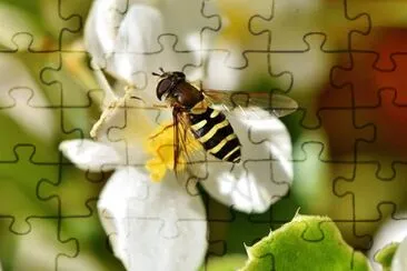 Nature jigsaw puzzle