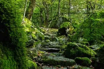 Nature jigsaw puzzle