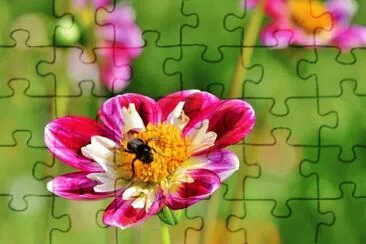 Nature jigsaw puzzle