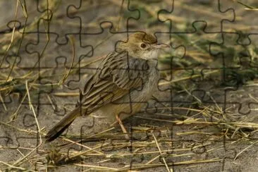 Cisticola chiniana