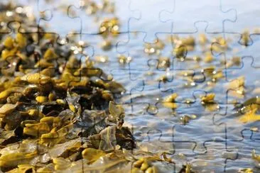 Nature jigsaw puzzle