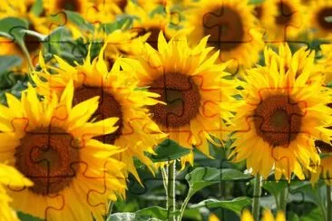 tournesol