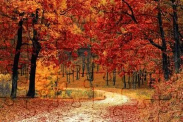 bosque jigsaw puzzle