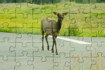 Wapiti on the Road jigsaw puzzle