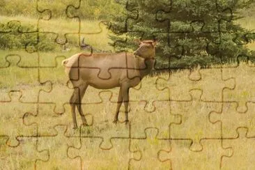 Wapiti Canada jigsaw puzzle