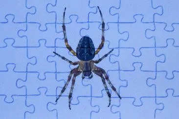 Spider jigsaw puzzle