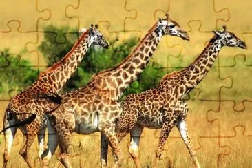 Giraffa nigeriana