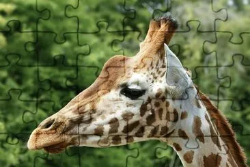 Giraffa ugandese