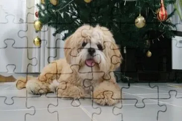 X-mas puppy