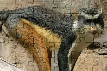 Cercopiteco coronato di Wolf jigsaw puzzle