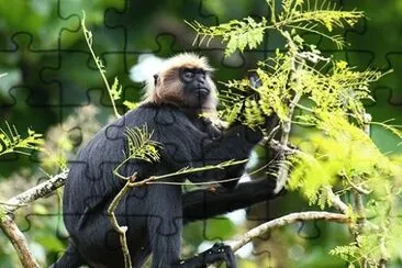 Langur del nilgiri jigsaw puzzle