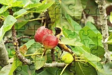 Animais jigsaw puzzle