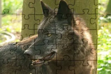 Wolf jigsaw puzzle