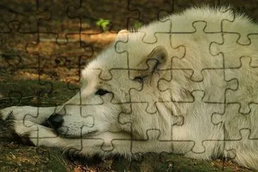 Polarwolf jigsaw puzzle