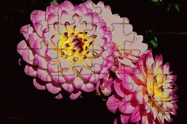 Dahlien jigsaw puzzle