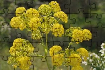 wilder Fenchel jigsaw puzzle