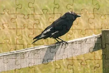 Black Bird jigsaw puzzle